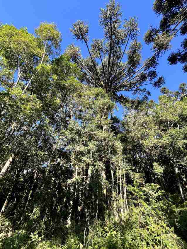 Mate Forest